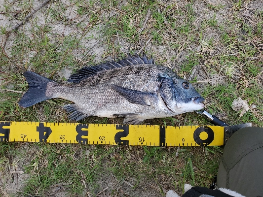 デイゲームにて。