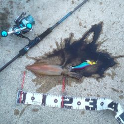 エギング時々ロック