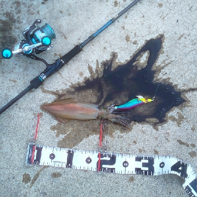 エギング時々ロック