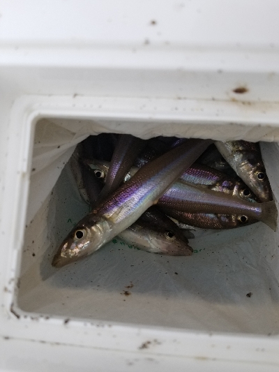 今日も満足しました