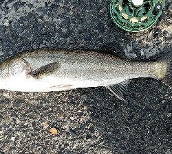 隔週でクロダイのはずが