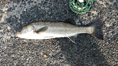 隔週でクロダイのはずが