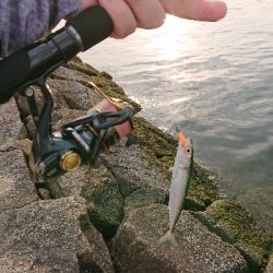 チーバスと諸々