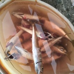 2021釣行投稿№8