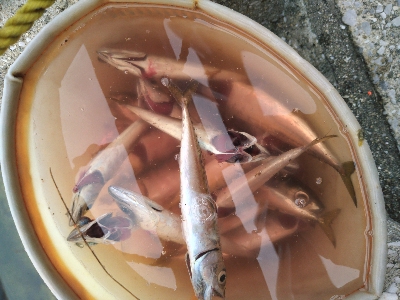 2021釣行投稿№8