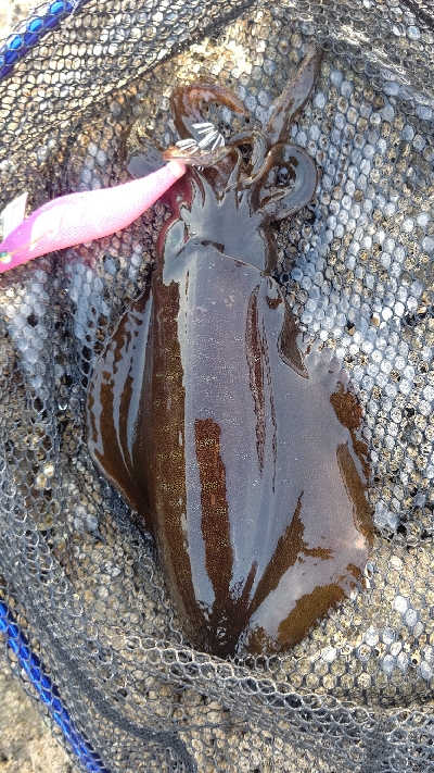 春イカ…もう夏イカ？