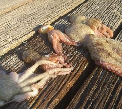 昼からでも行けます