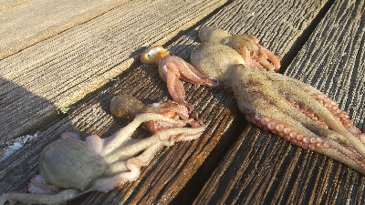 昼からでも行けます