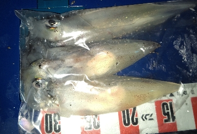 ツツイカ攻略？