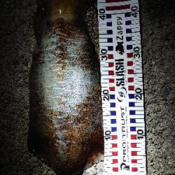 やったぜ!アオリ自己新!!