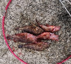 淡路島でのコブダイ釣り