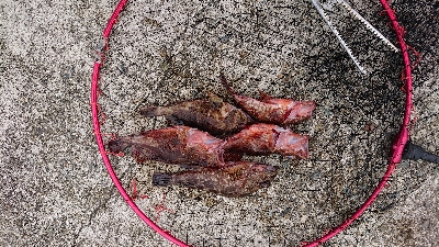 淡路島でのコブダイ釣り