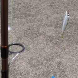 サビキで小サバと豆アジ