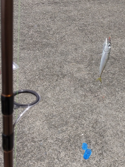 サビキで小サバと豆アジ