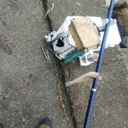 苅屋海岸のキス釣り