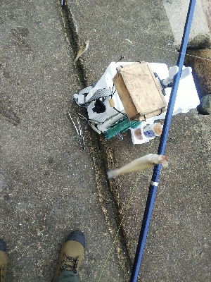 苅屋海岸のキス釣り