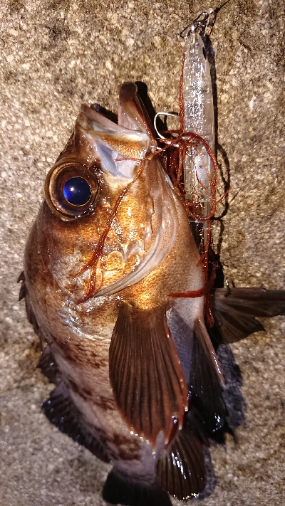 ゴロタでメバル(渋)