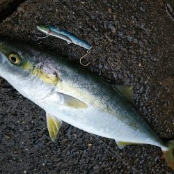ハマチ釣れてます♪