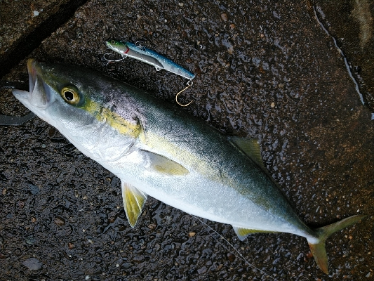 ハマチ釣れてます♪