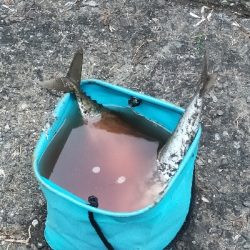 サバの回遊あり