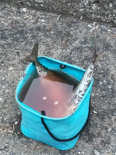 サバの回遊あり