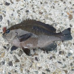 今年初　グレ調査