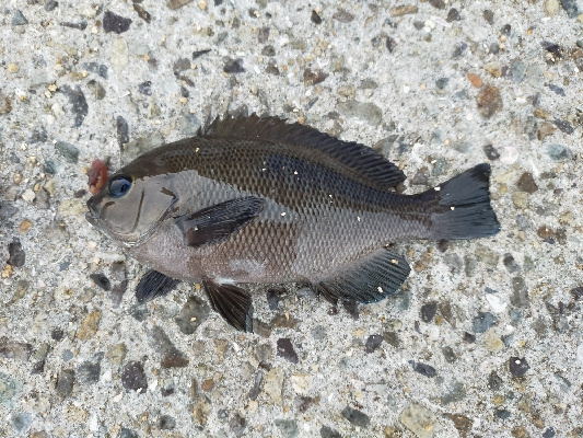 今年初　グレ調査