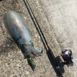 狙ってアオリイカ  GET＼(^o^)／