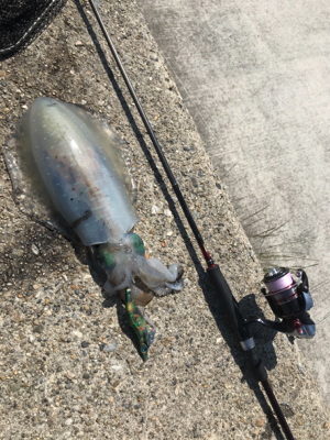 狙ってアオリイカ  GET＼(^o^)／