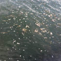 続・タコだけは裏切らない。。。小さいけど。。