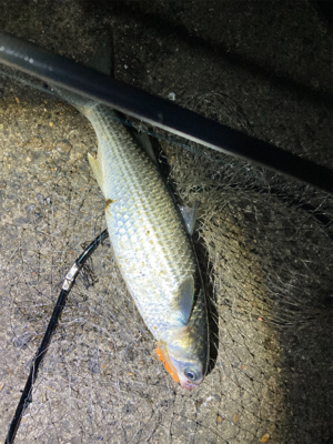 メモリアルフィッシュ