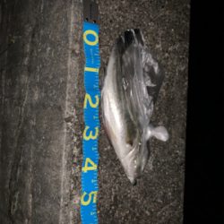 ナイトシーバス