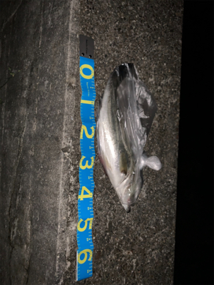 ナイトシーバス