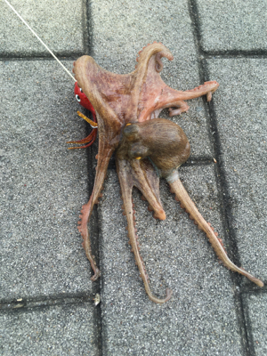 続々・タコはやっぱり裏切らない。。。