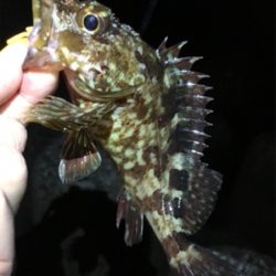 ボトルでガシラ狙い