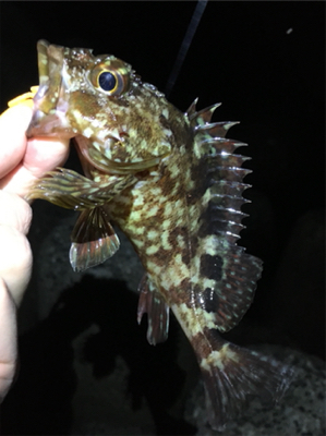 ボトルでガシラ狙い