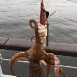 コスモで初タコ