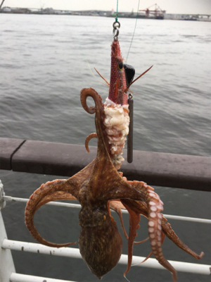 コスモで初タコ