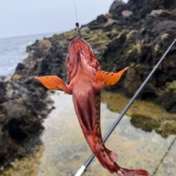 またもやガッシー