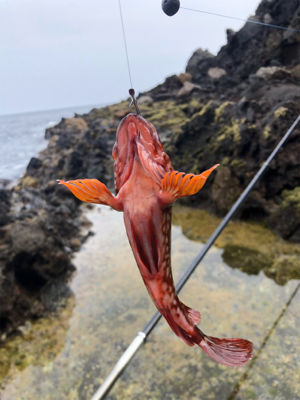 またもやガッシー