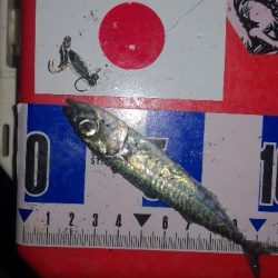 アジング練習　301　夜もサバだらけです