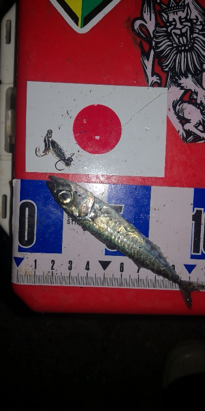 アジング練習　301　夜もサバだらけです