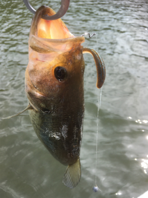 厳しいながらも