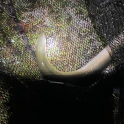 夕方からぶっ込み釣り