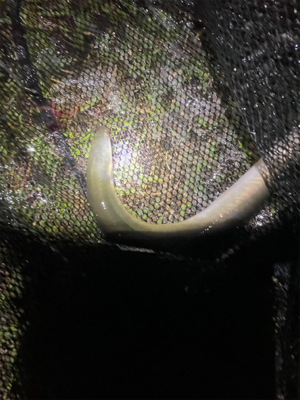 夕方からぶっ込み釣り