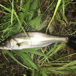 新規ポイント開拓(=ﾟωﾟ)ﾉ