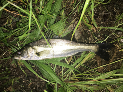 新規ポイント開拓(=ﾟωﾟ)ﾉ