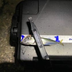 チニングとサバ釣り