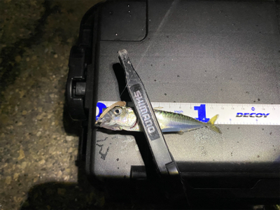 チニングとサバ釣り