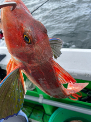 銚子、イワシ泳がせ五目